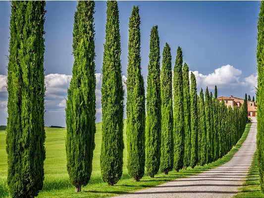 Italian Cypress Tree | Large Gallon Size Trees | Cupressus Sempervirens