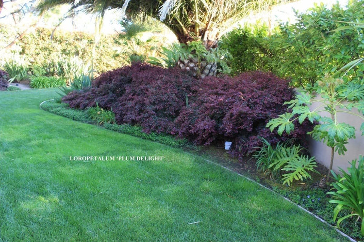 Loropetalum Plum Delight | Large Gallon Size Plants | Chinese Fringe Flower | Evergreen Flowering Shrub