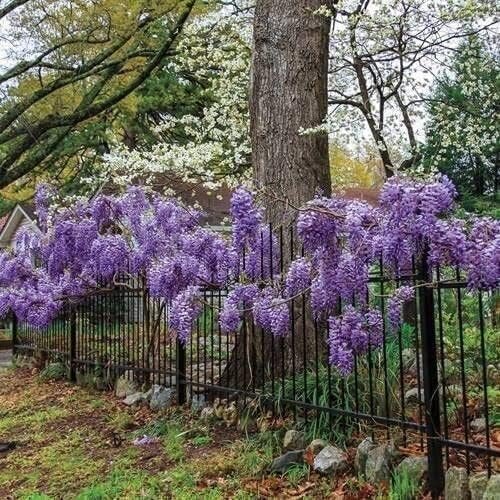 Amethyst Falls Wisteria Frutescens Vine | Live Plants | Beautiful Drought Tolerant Fragrant Purple Flowering Vine