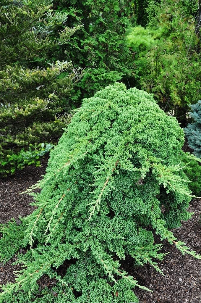 Dwarf Japanese Garden Juniper | Live Gallon Size Plants | Juniperus Procumbens Nana | Drought Tolerant Evergreen Groundcover | Great for Bonsai