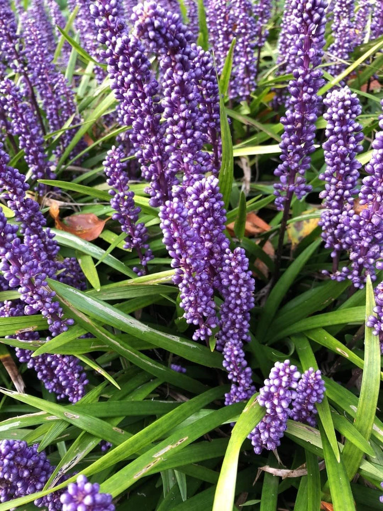 Big Blue Liriope Muscari | Tray | Drought Tolerant Low Maintenance Evergreen Grass Lilyturf