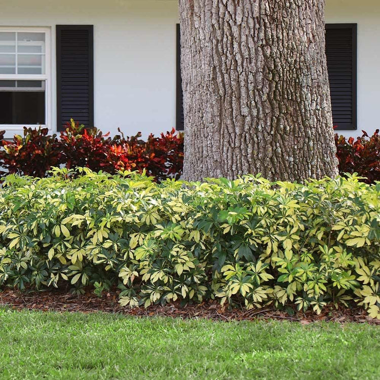 Arboricola Variegated Schefflera Trinette I Live Plants I Vibrant Green & Yellow Foliage, Easy-Care Indoor/Outdoor Plant, Air-Purifying, Ideal for Home (03 Plants)