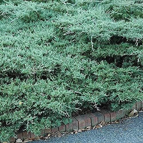 Juniper Blue Sargent | Live Gallon Size Plants | Juniperus Chinensis