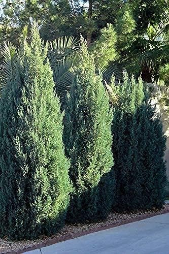 Spiny Greek Juniper | Live Gallon Size Tree | Juniperus Chinensis | Drought Tolerant Cold Hardy Evergreen Screening Plant