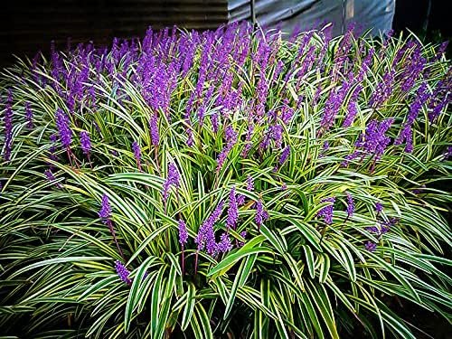 Variegated Liriope | Large Gallon Size Plants I Liriope Muscari Variegata I Live Striking Evergreen Perennial with Colorful Foliage, Ideal for Borders (2 Plants)