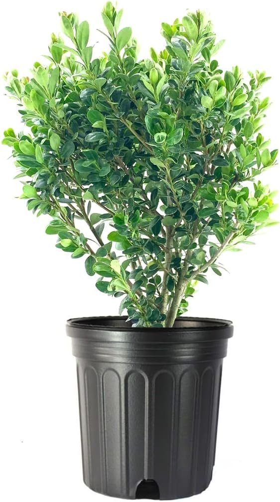 Japanese Holly | Large Gallon Size Plants | Ilex Compacta Crenata