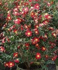 Camelia Sasanqua Yuletide I Extra Large 3 Gallon Plants I Red Flowering Bright Red Winter Blooms, Live Plant for Indoor & Outdoor Gardens (3 Plants)