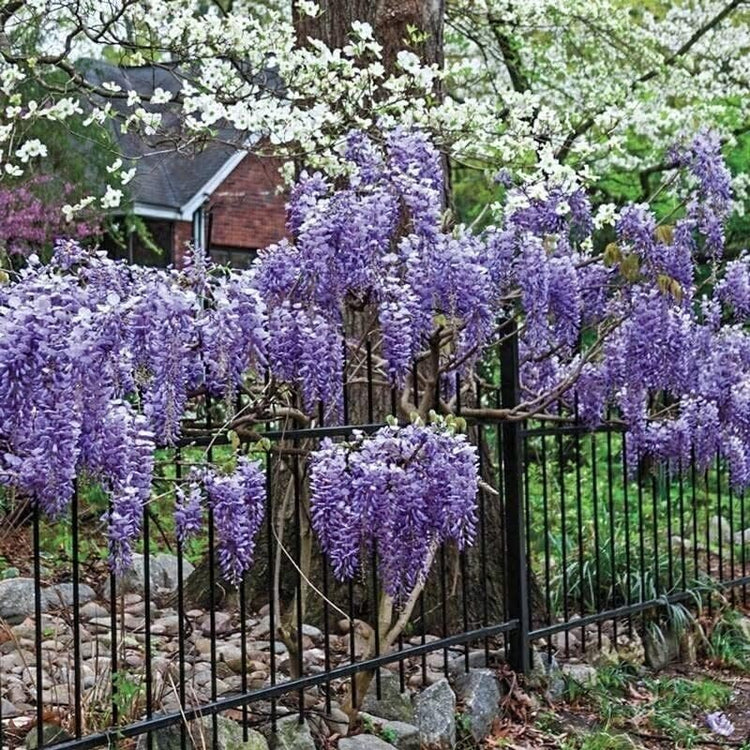 Amethyst Falls Wisteria Frutescens Vine | Live Plants | Beautiful Drought Tolerant Fragrant Purple Flowering Vine