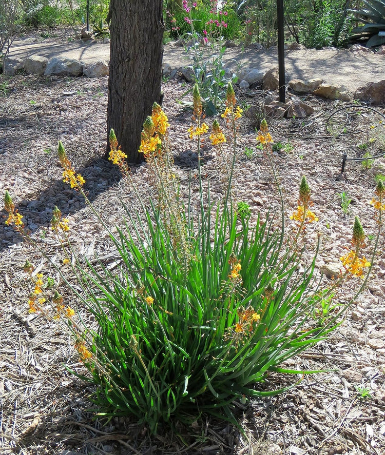 Bulbine Yellow | Live Gallon Size Plants | Bright Yellow Flowering Succulent, Live Plant, Perfect for Sunny Gardens, Drought-Tolerant Landscape Addition (2 Plants)