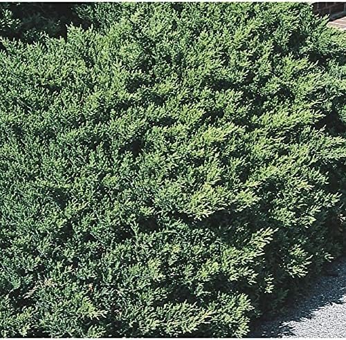 San Jose Juniper | Live Gallon Size Plant | Juniperus Chinensis | Bonsai Drought Tolerant Cold Hardy Evergreen Groundcover