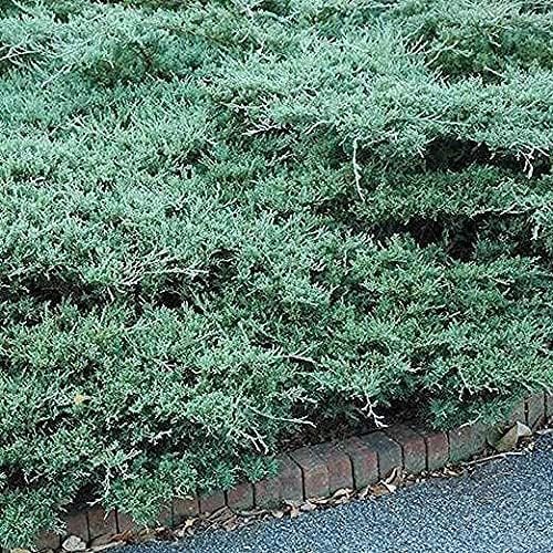 Juniper Blue Sargent - Live 4 Inch Pots - Juniperus Chinensis - Drought Tolerant Cold Hardy Evergreen Groundcover Plants