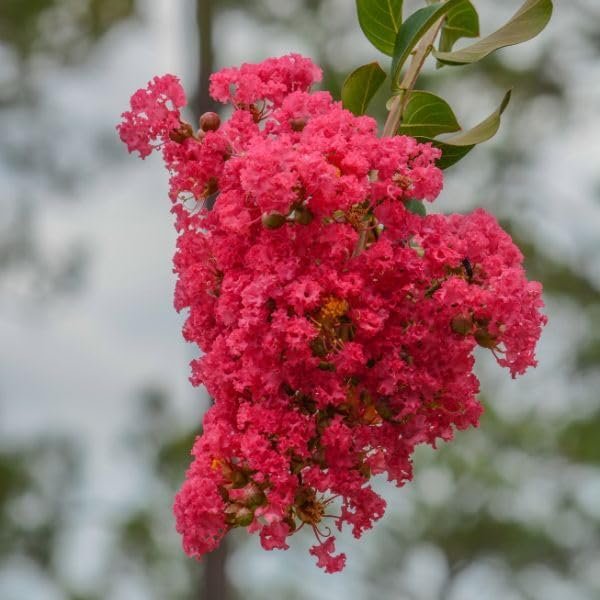 Crape Myrtle Dynamite Red | Live Plants | Vivid Red Blooms & Hardy Growth, Live Plant, Ornamental Shrub for Striking Garden Display (40 Plants)