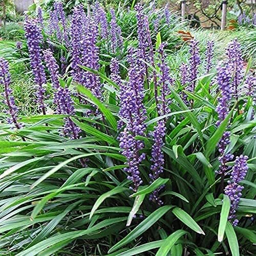 Big Blue Liriope Muscari | Tray | Drought Tolerant Low Maintenance Evergreen Grass Lilyturf