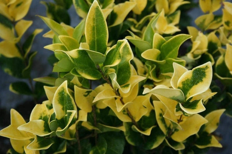 Ligustrum Japonicum Howardi - Live Quart Size Plant - Privet Howardii - Variegated Evergreen Privacy Hedge