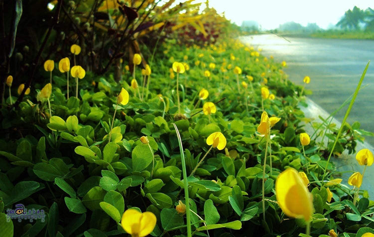 Ornamental Peanut Grass - Arachis Glabrata - Live Plants - 2" Pot Size - Fully Rooted Drought Tolerant Ground Cover