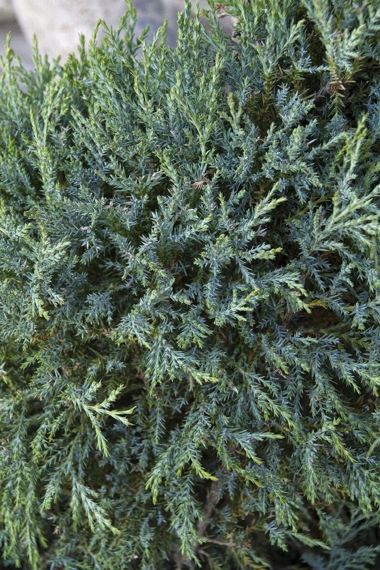 Medora Juniper | Live Gallon Size Plants | Perfect for Year-Round Landscaping, Privacy Screening, and Low Water Environments, Drought-Tolerant