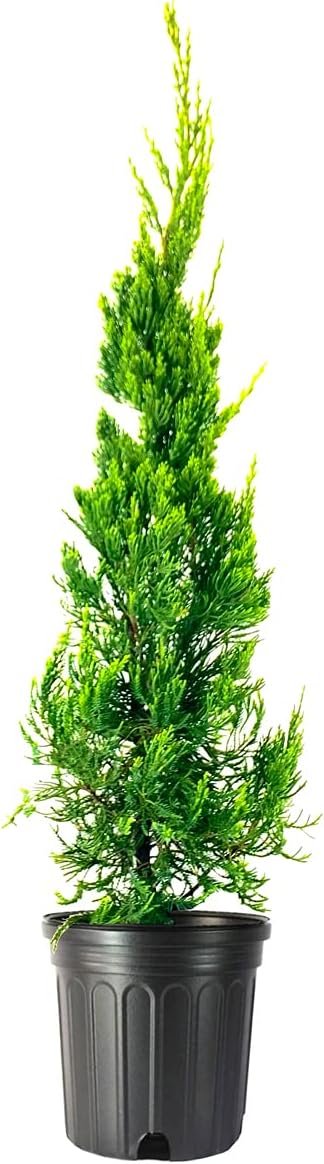 Hollywood Juniper | Juniperus Chinensis Torulosa | Live Gallon Size Trees | Drought Tolerant Cold Hardy Evergreen Plant