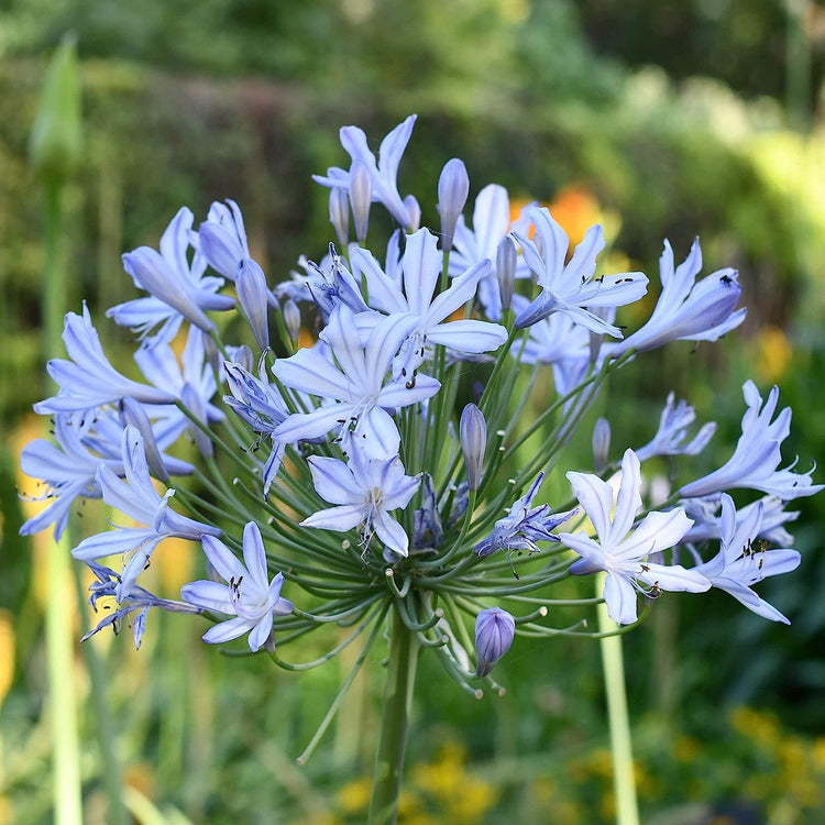 Agapanthus Africanus Lily of The Nile | Large Gallon Size Plants