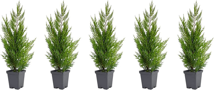 Murray Cypress Tree - Live Quart Size Trees - Cupressus x Leylandii - Upright Screening Evergreen Hedge Plant