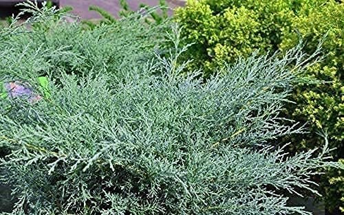 Juniper Angelica Blue - Live 4 Inch Pot - Juniperus Chinensis - Drought Tolerant Cold Hardy Evergreen Plants