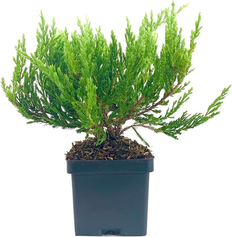 Juniper Andorra Compacta - Live 4 Inch Plants - Juniperus Horizontalis - Drought Tolerant Cold Hardy Evergreen Groundcover