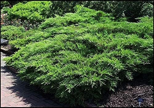 Juniper Kallay | Live Gallon Size Plants | Juniperus Chinensis, Hardy