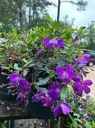 Tibouchina Dwarf Princess Flower I Live Plants I Lepidotal Compact Size, Eye-Catching Purple Blooms, Heat-Tolerant, Ideal for Small Gardens and Containers