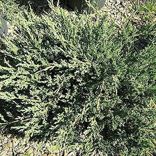 Green Sargent Juniper | Live 4 Inch Pots | Juniperus Chinensis | Drought Tolerant Cold Hardy Evergreen Groundcover Plants