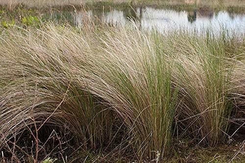 Sand Cord Grass I Large Gallon Size Plant I Spartina Bakeri I Live Plants, Salt-Tolerant Native Grass for Wetlands, Erosion Control, and Coastal Landscaping