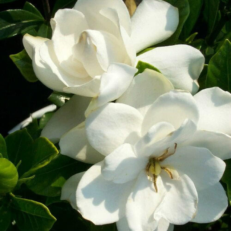 Gardenia August Beauty | Live Plants | Gardenia Jasminoides | Beautiful