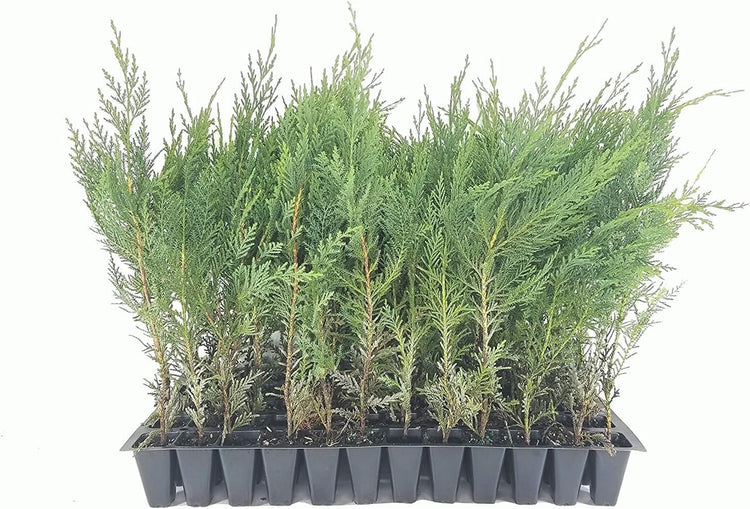 Murray Cypress Tree | Live Plants | Upright Evergreen Privacy Screen | Cupressus x Leylandii