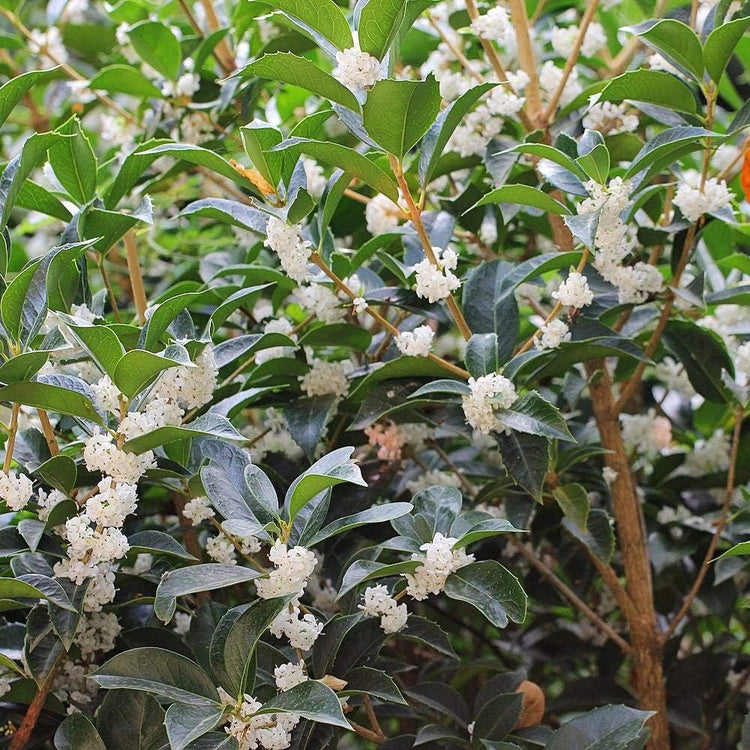 Fragrant Tea Olive Shrub | Live Gallon Size Plants | Osmanthus Fragrans