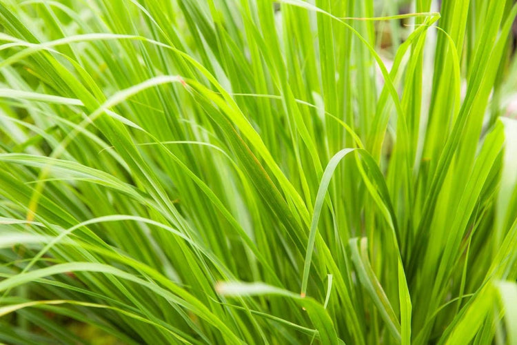 Lemongrass Plant | Live Plants | Cymbopogon Citratus | Low Maintenance