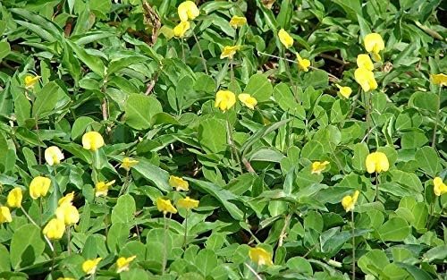 Ornamental Peanut Grass Golden Glory I Large Gallon Size Plants | Arachis Glabrata | Eco-Friendly Ground Cover with Vibrant Yellow Blooms, Drought-Tolerant (3 Plants)