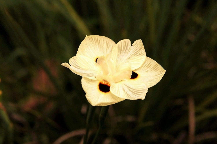 African Iris Yellow | Large Gallon Size Plants | Dietes Vegeta | Low Maintenance Drought Tolerant Groundcover Grass