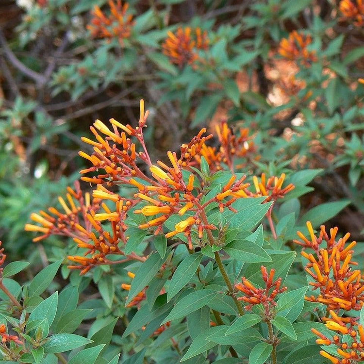 Firebush Firefly I Live Plants I Dwarf Hamelia Patens I Brilliant Red Blooms, Compact Size, Heat and Drought-Resistant, Ideal for Patios and Small Gardens (10 Plants)