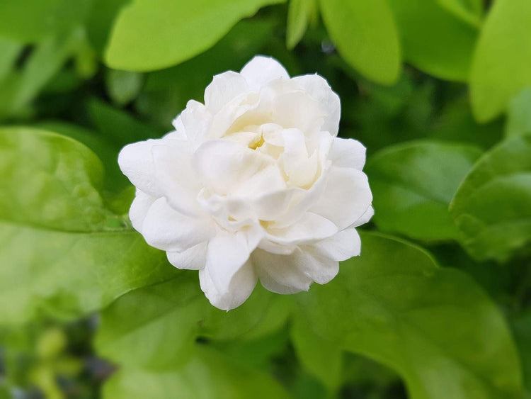 Sambac Jasmine Plant | Live Plants | Jasminum Sambac | Fragrant White Blooms | Ideal for Indoor & Outdoor Planting | Aromatic Addition to Gardens & Patios | Lush & Decorative Foliage