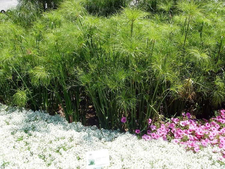 Giant Egyptian Papyrus | Live Plants | Cyperus Large Shade & Wet Tolerant Aquatic Foliage (40 Plants)