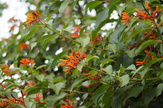 Firebush Firefly I Live Plants I Dwarf Hamelia Patens I Brilliant Red Blooms, Compact Size, Heat and Drought-Resistant, Ideal for Patios and Small Gardens (10 Plants)