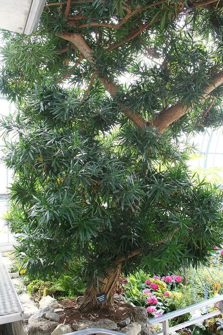 Podocarpus Macrophyllus I Large Gallon Size Plants I Japanese Yew I Live Evergreen Yew Pine - Perfect for Landscaping and Privacy Screens