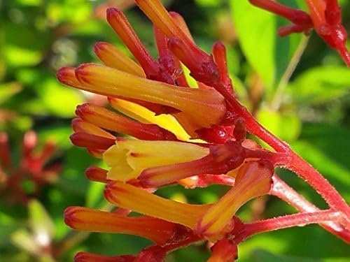 Firebush Firefly I Live Plants I Dwarf Hamelia Patens I Brilliant Red Blooms, Compact Size, Heat and Drought-Resistant, Ideal for Patios and Small Gardens (10 Plants)