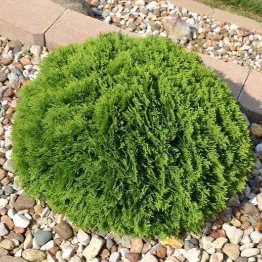 Little Giant Arborvitae | Live Plants | Dwarf Evergreen Shrub, Perfect for Landscaping & Privacy, Low Maintenance, Hardy & Drought Tolerant