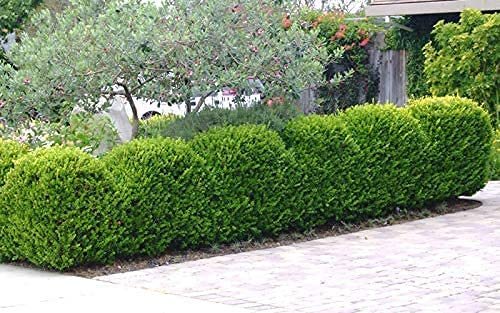 Japanese Boxwood - Large Live Gallon Size Plants - Buxus Microphylla - Formal Evergreen Low Maintenance Hedge Shrub