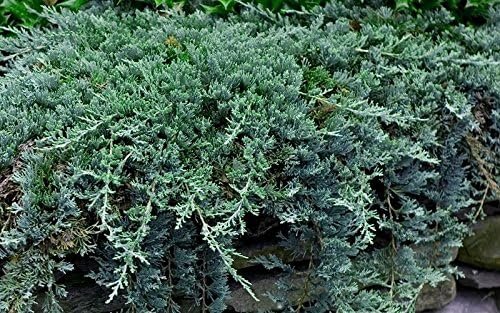 Blue Rug Juniper | Extra Large 3 Gallon Plant | Live Ground Cover Evergreen Shrubs for Landscaping, Garden, Slope Control - Drought Tolerant, Low Maintenance