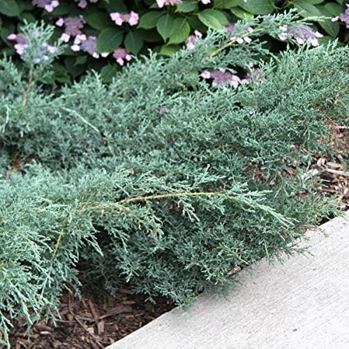 Juniper Angelica Blue - Live Gallon Size Plants - Juniperus Chinensis - Drought Tolerant Evergreen Cold Hardy Shrub