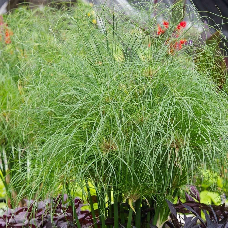 Nile Queen Papyrus | Live Plants | Cyperus Shade & Wet Tolerant Aquatic Foliage