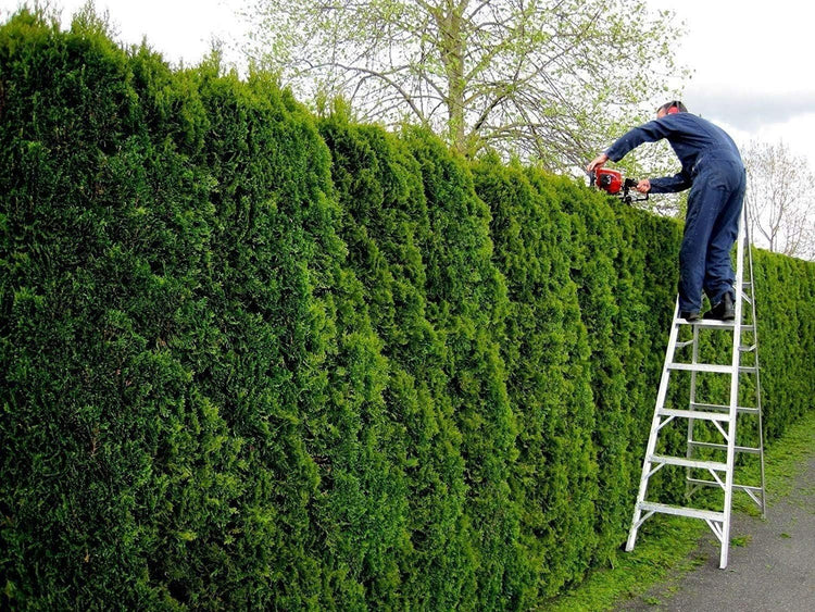 Thuja Emerald Green Arborvitae | Live Plants | Evergreen Privacy Hedge Tree Shrub