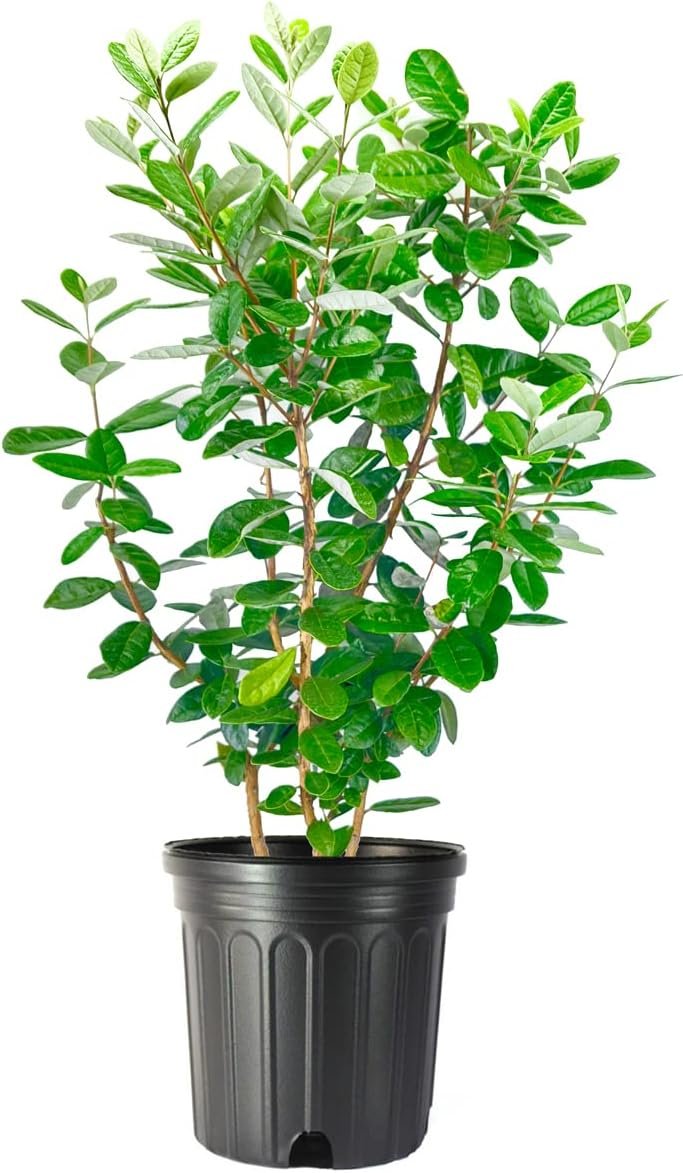 Pineapple Guava | Extra Large 3 Gallon Plants | Feijoa Sellowiana | Edible Fruit Shrub and Fragrant Flowering Foliage