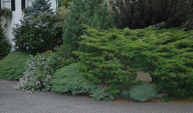 Juniper Angelica Blue - Live 4 Inch Pot - Juniperus Chinensis - Drought Tolerant Cold Hardy Evergreen Plants