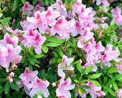 Azalea George Tabor | Extra Large 3 Gallon Plants | Elegant & Fragrant Lavender Blooms, Versatile & Hardy Shrub for Indoors/Outdoors, Ideal for Gardens, Landscapes, & Decor, Low Maintenance (3 Plants)